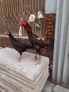 Pure Thai Aseel(Pair) For sale urgent