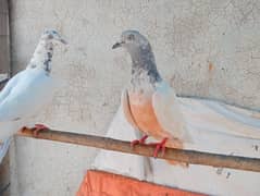 pigeons