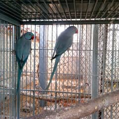 RINGNECK