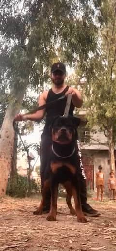 TOP LINE ROTTWEILLER PUPPY PEDIGREE MICROCHIPPED