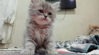 Persian