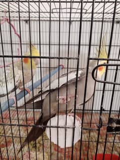 Cocktail Adult Breeder Pair