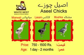 Aseel Chicks & Pathay of Mianwali, Mushka & Lasani, Fertile Eggs