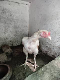Heera Female.