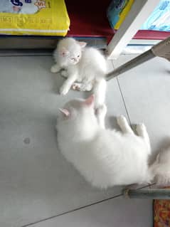 vaccinated kittens male female