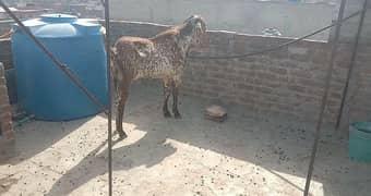 bakra