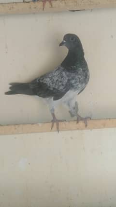 High flyer plus breeder pigeons for sale