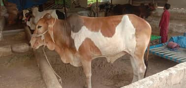 zara Cattle farm