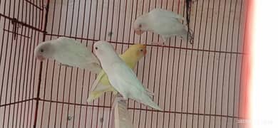 love birds