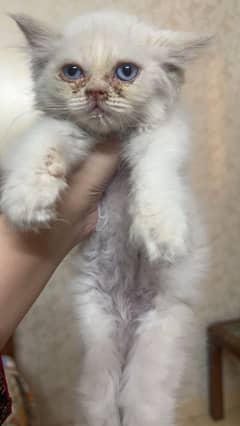 Persian