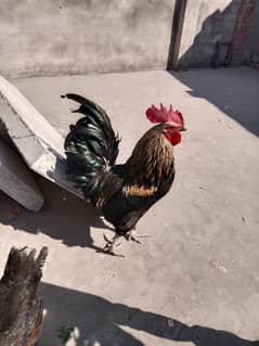 desi hens murga