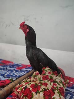 mianwali