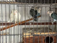 Love birds Breeder Pair