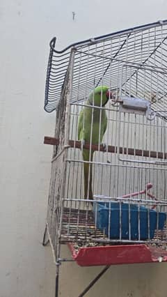 some parrot for sale