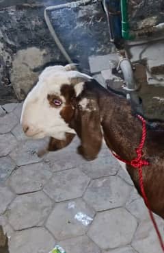Bakra 11month ka he deci he