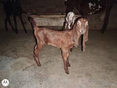 male