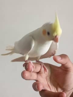 Handtame cocktail male