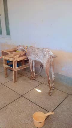 as Pure Makhi chena male kid very long lenght and height 03364578464