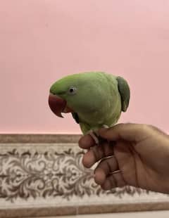 very healthy and beautiful parrot 