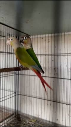Pineapple conure