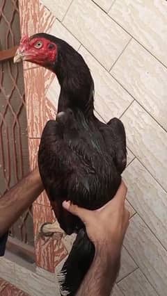 patha for sale high quality bird