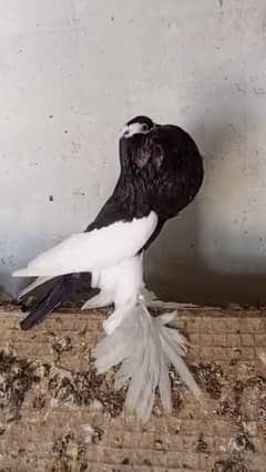 Reversewing pouter breeder male