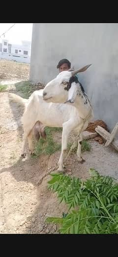 barki