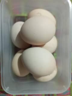 eggs