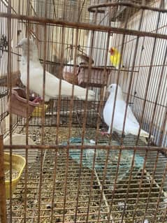 White shampoo pigeons pair.