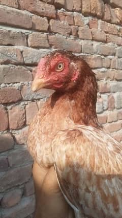 Aseel Mianwali Madiyan for sale argent Whatsapp 03205349720