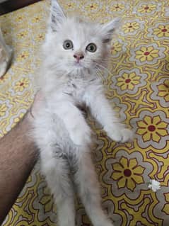 persian kittens