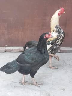 jawa assel pair