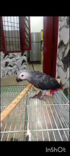 African grey parrot  chick