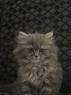 Persian