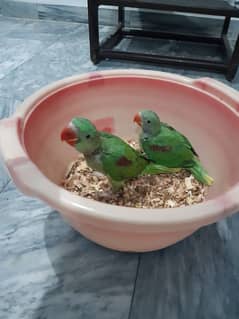 4 month raw parrots for sale