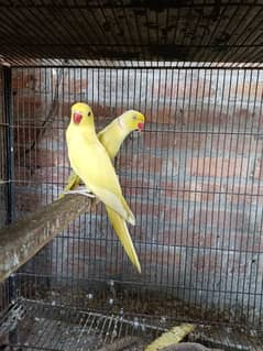 Yellow Self Chick 0320-4592532