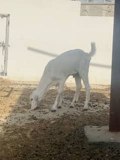 Bakra for sale
