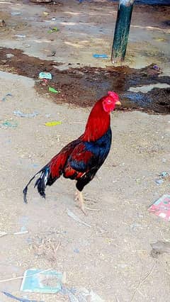 Aseel