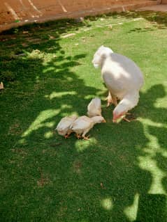 hera chicks for sale