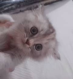 CALICO