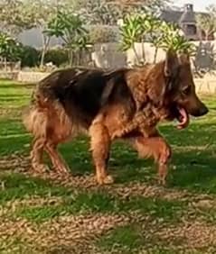 family trained d double code German shepherd.