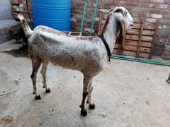 Maki cheeni female