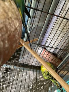 Hogoromo Budgies
