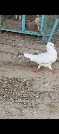 King male