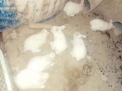 rabbit