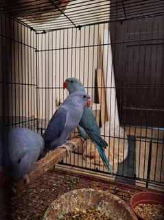 Ringneck chicks for sale