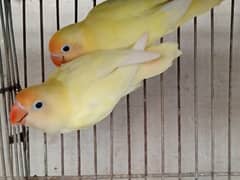 decino