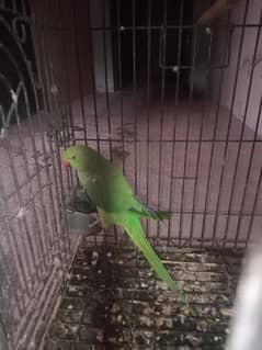 perrot