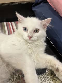 Male persian kitten