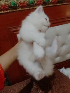kitten